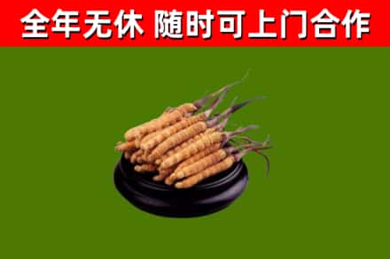 汉南回收冬虫夏草