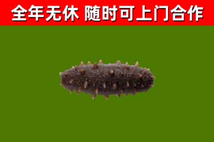 汉南回收海参干